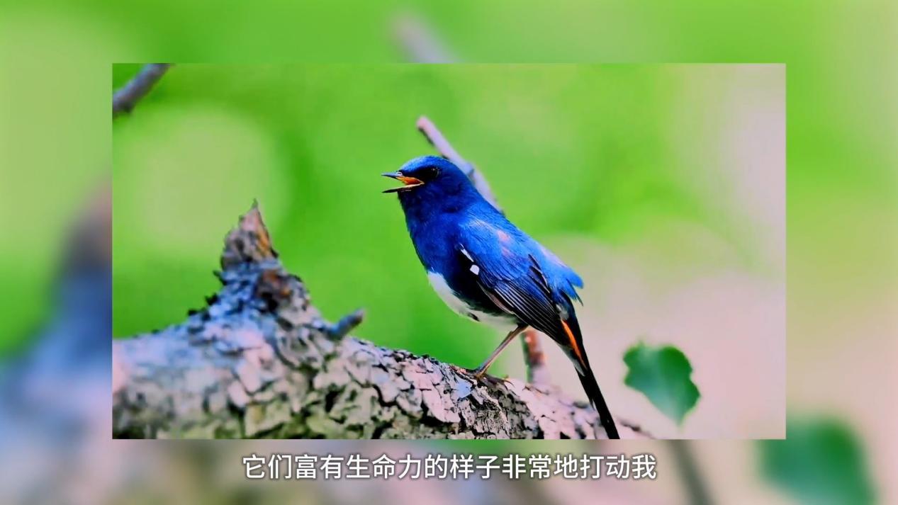 体彩-羽翼下的目光B拷0509.mp4_11077